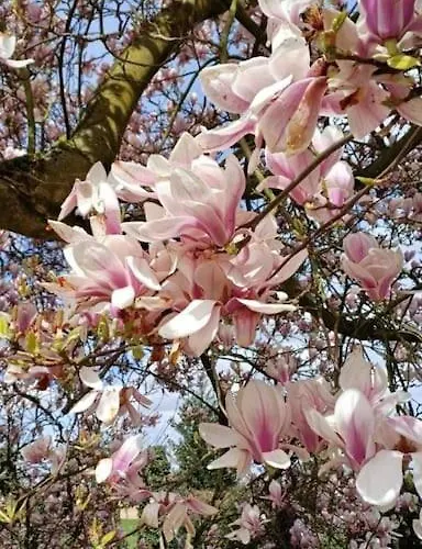 Prázdninový dům Tiny Du Verger De La Pommeraye *